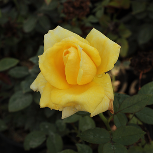 Rosier aux fleurs jaunes vives à couleur résistante.